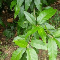 Croton persimilis Müll.Arg.